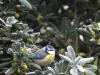 Mésange Bleue